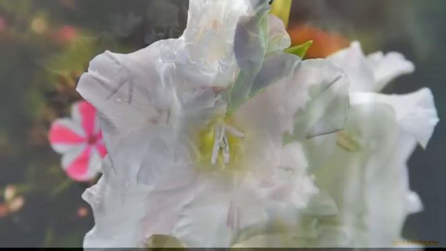 Frederic Delarue - I Remember смотреть онлайн