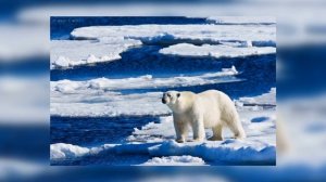 Северный Ледовитый океан - общая информация - Science Box