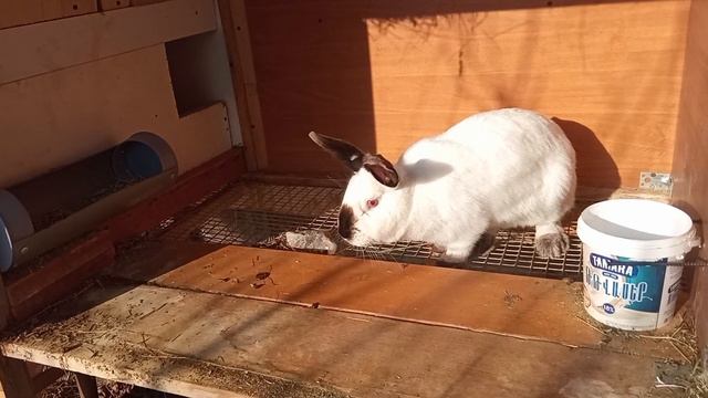 Как правильно держать кролика в руках, можно ли держать за уши? / Новые крольчата / обзор крольчих смотреть онлайн