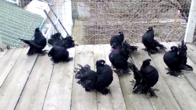 Ростовские статные качуны (Черные чубатые) смотреть онлайн
