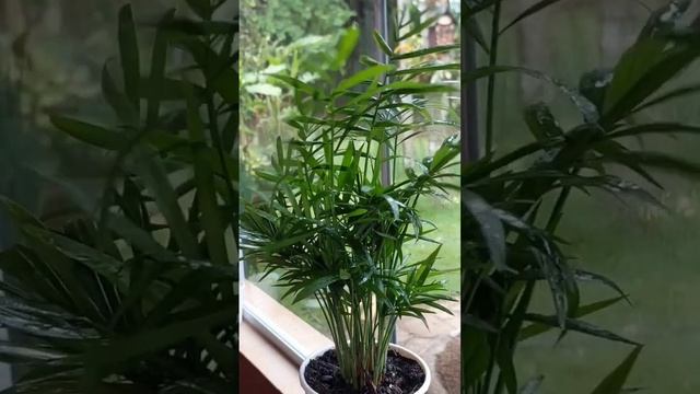 Como cuidar da CHAMAEDOREA ELEGANS #plantas #tropical #shorts смотреть онлайн