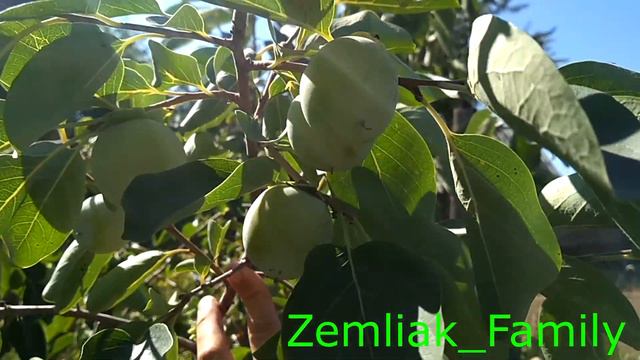 Хурма(persimmon) на 30.08.2020г. смотреть онлайн