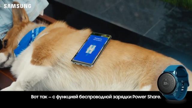 Корги и беспроводная зарядка смотреть онлайн