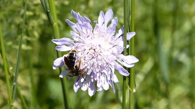 Andrena hattorfiana ♀ 2020 (Andrenidae-Hymenoptera) sans pelottes aux pattes смотреть онлайн