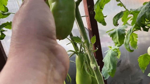 Томаты второй теплицы. I часть.