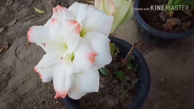 พามาชม #Amaryllis Amadeus Candy. สีขาวปลายชมพูสวยมากๆครับ