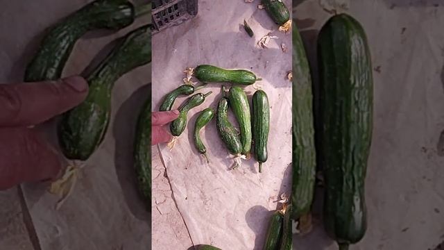 ПЕРЕБОР ВЛЯГА ПОЛИВ ХОЛОДНОЙ ВОДЫ смотреть онлайн