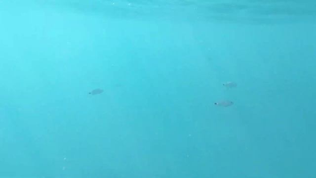 Красивый закат на пляже в Алании и подводный мир Средиземного моря в King As hotel 3 смотреть онлайн