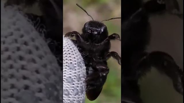 Пчела ПЛОТНИК 2020 05 04 смотреть онлайн