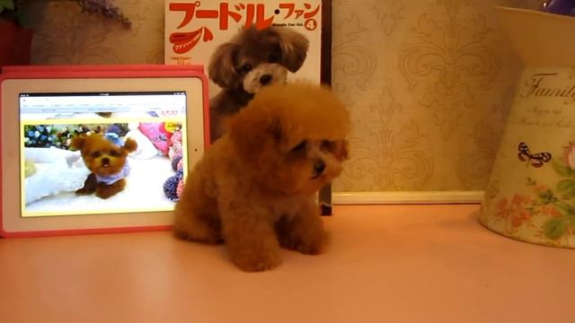 Big Teacup Poodle #003 - SINGAPORE - Teacup Poodle Toy Poodle Tiny Teacup Poodle Pocket Poodle смотреть онлайн