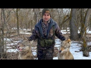 охота на волка на островах Волги .