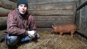 САМОЕ ВАЖНОЕ ПРО СВИНЕЙ////КАКУЮ ПОРОДУ ВЫБРАТЬ