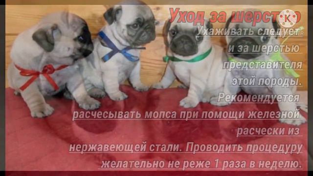 Как ухаживать за шерстью МОПСИКА?! смотреть онлайн
