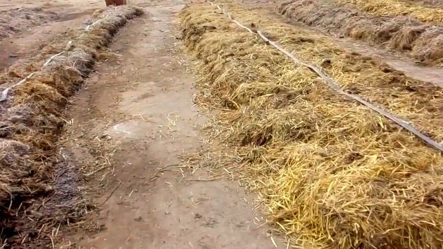 Разведение червей. Подготовка корма для вермифермы.