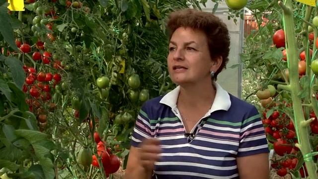 Самые сладкие томаты смотреть онлайн