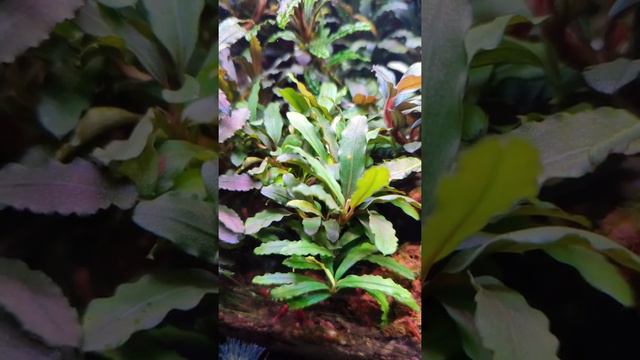 Аквариумные растения🌿🌿🌿Буцефаландра "Феникс " Bucephalandra "Foenix" светло зеленого цвета смотреть онлайн