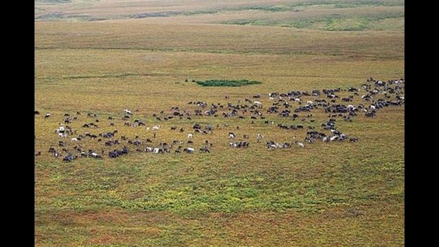 Полуостров Таймыр. Тундра, реки, озера, вечная мерзлота смотреть онлайн