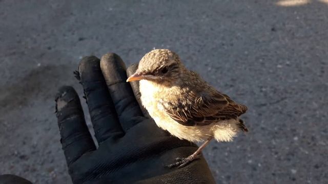 Как правильно держать дикую птичку на руке смотреть онлайн