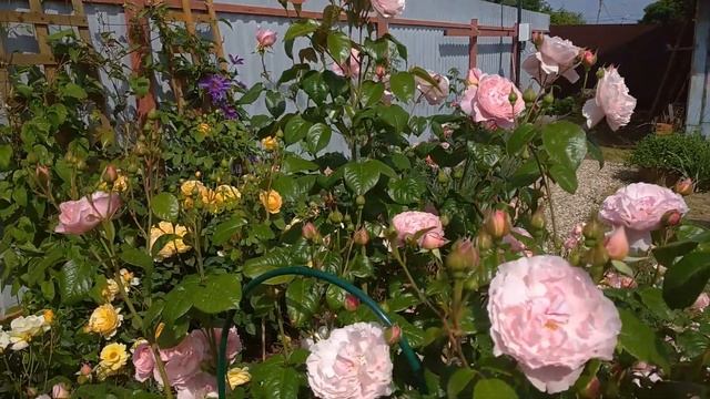 Цветение английской розочки Строберри Хилл (Strawberry Hill)??? смотреть онлайн