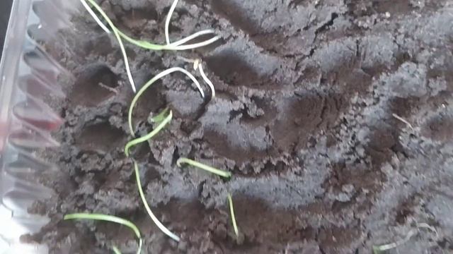 Лук Эксибишен. Пикировка рассады.