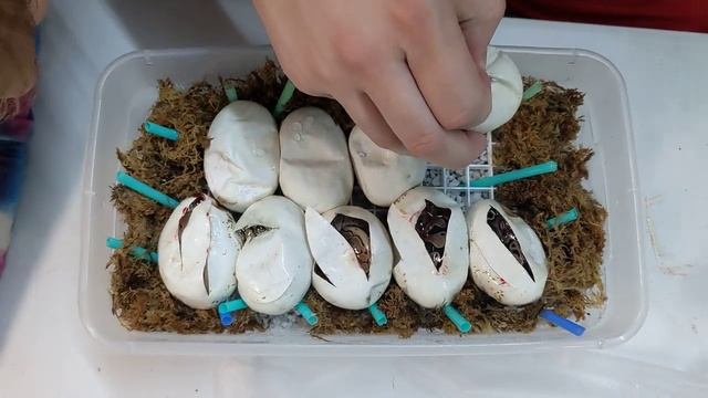 Cutting Ball Python Eggs: Double Hets for the Future! смотреть онлайн