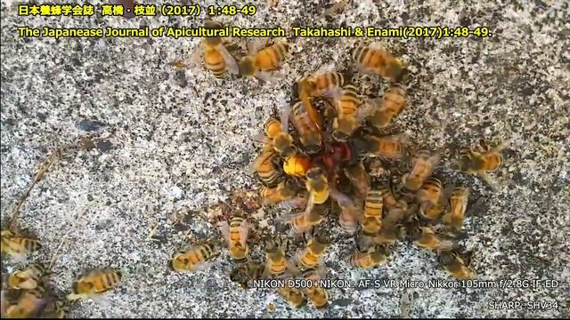 Шершень Охотится на Пчел смотреть онлайн