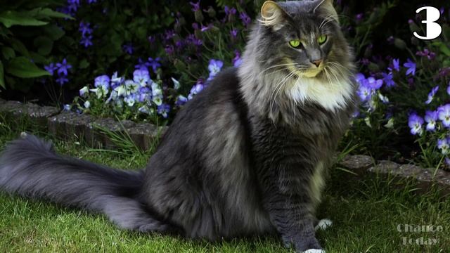 Топ 5 самых пушистых кошек в мире смотреть онлайн