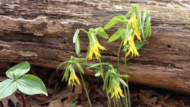 Bellwort and Bees смотреть онлайн