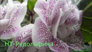 Шикарные глоксинии /лучшие сорта