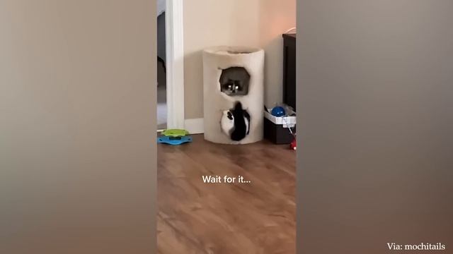Pets That Will Absolutely Brighten Up Your Day ? Most of Funniest Animals смотреть онлайн