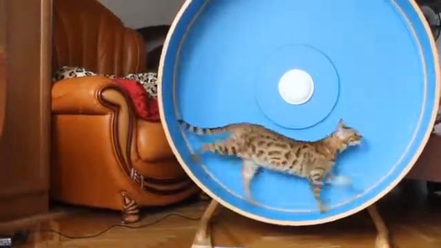 бенгальская кошка смотреть онлайн