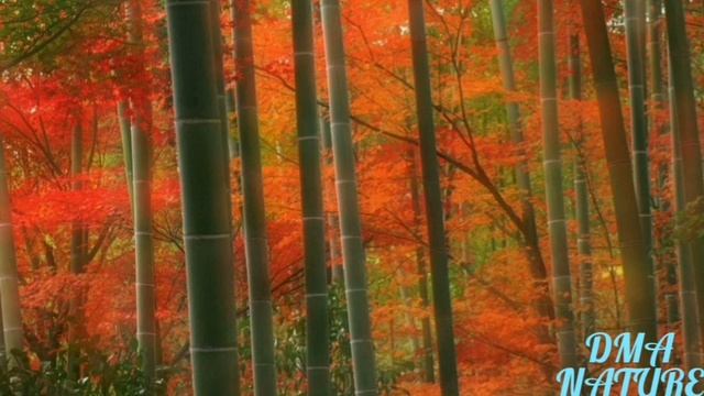Sagano. Бамбуковый лес. Сагано. Япония смотреть онлайн
