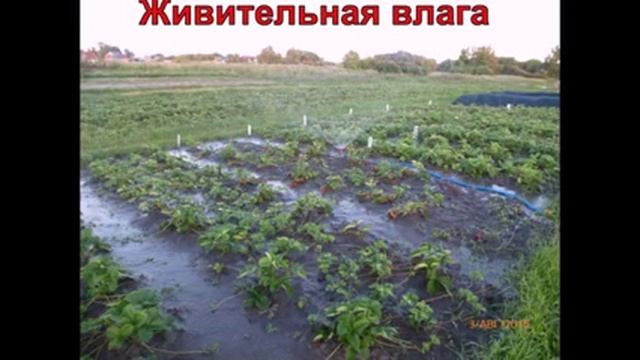 Видеопрезентация сортов земляники ( клубники) от ЛПХ " Земляничный Рай" смотреть онлайн