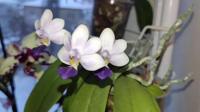 Phal. Su's Glad Kids 'Blue'. Дрмашнее цветение. Орхидея смотреть онлайн