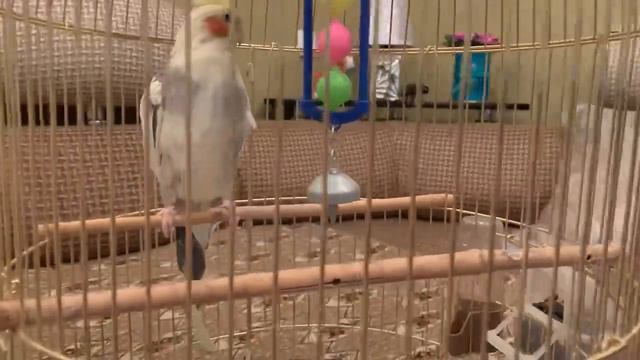 Попугай корелла #кеша на вылазке смотреть онлайн