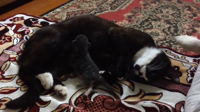 Забавные котята смотреть онлайн