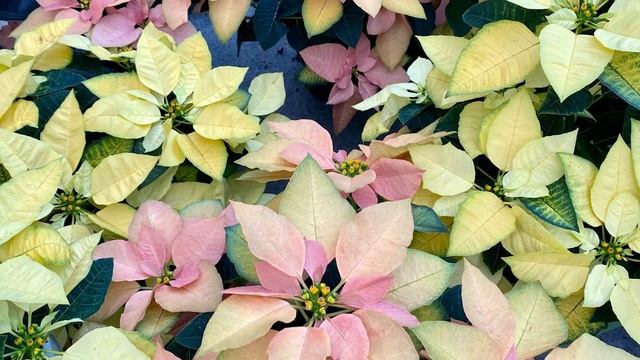 Poinsettia Plant Profile