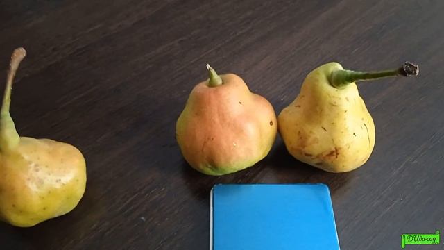 Груша Сорт Астраханская ранняя ч. 4 Астрахань 2021г. смотреть онлайн