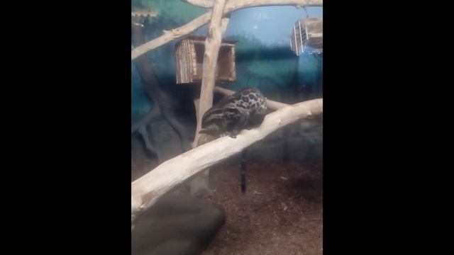 Новосибирский зоопарк смотреть онлайн