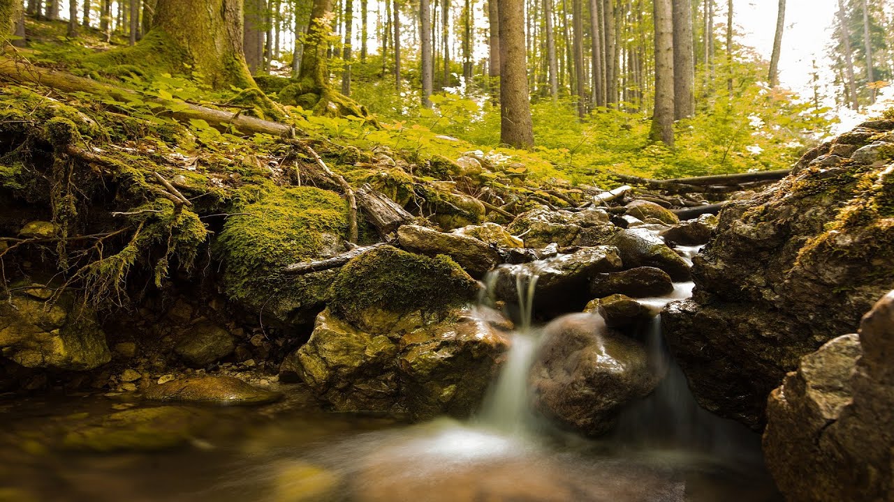 Расслабляющая бирюзовая река. Лесной ручей и успокаивающие звуки птиц ✦ Релакс ✦ Релаксация смотреть онлайн