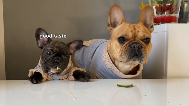 Baby Puppy & Dog Reviewing Foods / Test 1 смотреть онлайн