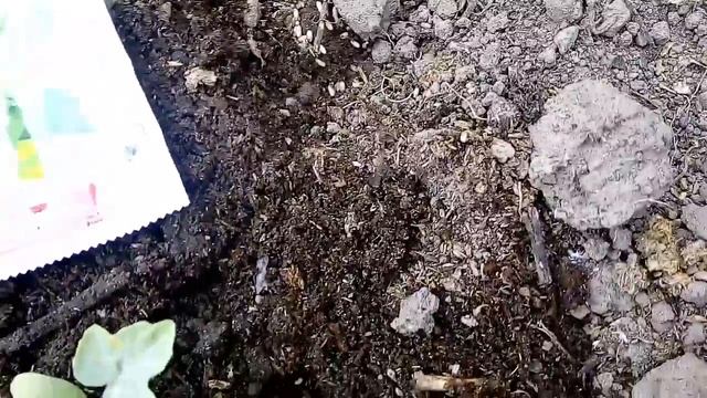 Завелись в теплице муравьи - поможем, средство Муравьед - проверено смотреть онлайн