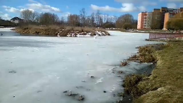 А белый лебедь на пруду ... 6 марта. смотреть онлайн