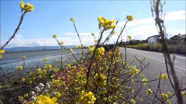 Black mustard and Centranthus ruber dancing in the wind смотреть онлайн
