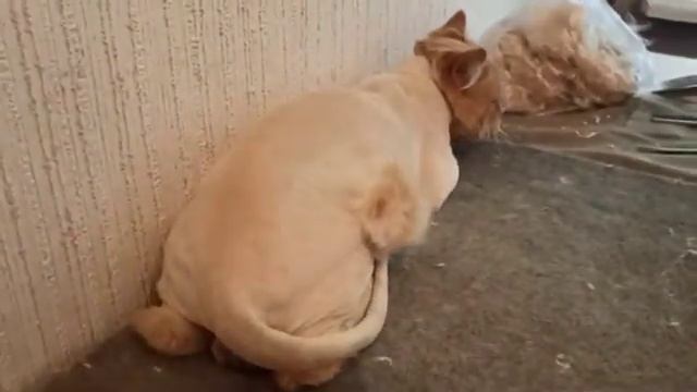 Стрижка рыжего котика. До и после./16 июня 2021/стрижка кошек. смотреть онлайн