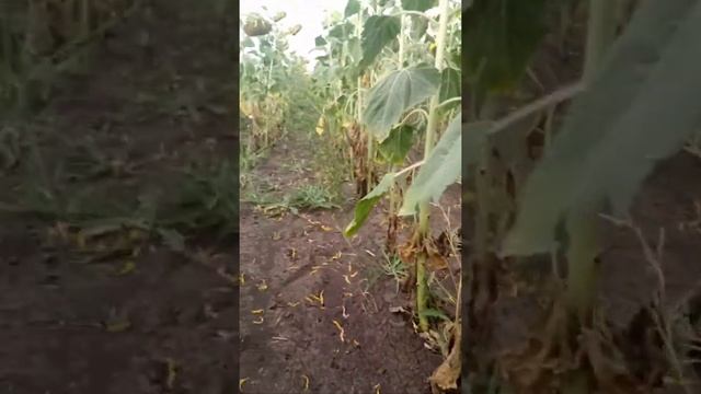 Выращиваем подсолнух без химии 10.08.2020. смотреть онлайн