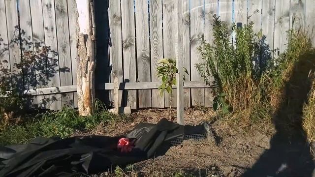 Посадка колоновидной яблони. Окончание. Сад. смотреть онлайн
