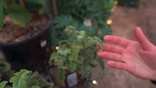 Brooklyn Plant Shop Tour: Crest (1/6) — Ep. 218 смотреть онлайн