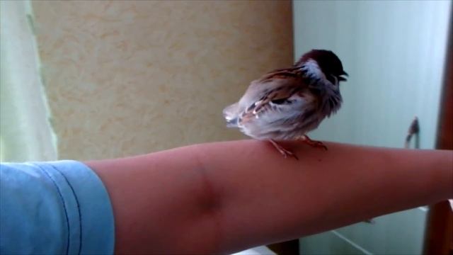 Страшный зверь) Огромный и драчливый воробей Тоша. смотреть онлайн