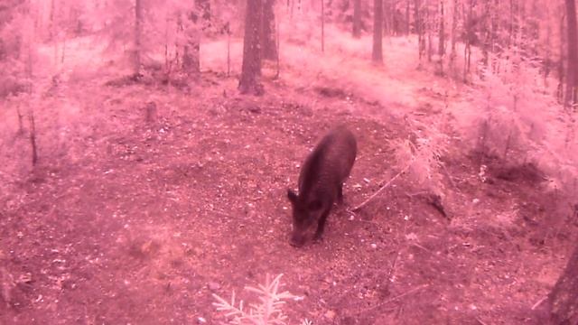 ? Видео с фотоловушки. 18-28 Августа. Старые друзья. Снял данные 21 сентября 2018 г. смотреть онлайн